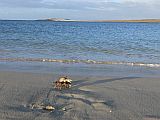 Boa Vista : Vila Sal Rei : african rainbow crab : Nature Animals
Cabo Verde Foto Gallery