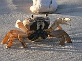 Boa Vista : Vila Sal Rei : african rainbow crab : Nature Animals
Cabo Verde Foto Gallery