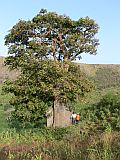 Santiago : Aguas Podres : baobab : Nature Plants
Cabo Verde Foto Gallery