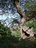 Insel: Santiago  Wanderweg:  Ort: Tabugal Motiv: Baum Motivgruppe: Landscape Agriculture © Pitt Reitmaier www.Cabo-Verde-Foto.com