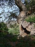 Insel: Santiago  Wanderweg:  Ort: Tabugal Motiv: Baum Motivgruppe: Landscape Agriculture © Pitt Reitmaier www.Cabo-Verde-Foto.com