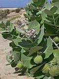 Maio : Calhetinha : bombardeira : Nature Plants
Cabo Verde Foto Gallery