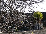 Insel: Fogo  Wanderweg:  Ort: Ch das Caldeiras Motiv: Feigenbaum Motivgruppe: Nature Plants © Pitt Reitmaier www.Cabo-Verde-Foto.com