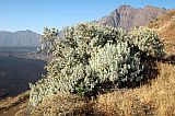 Fogo : Bordeira Monte Gomes : losna : Nature Plants
Cabo Verde Foto Galeria