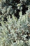 Fogo : Bordeira Monte Gomes : losna : Nature Plants
Cabo Verde Foto Galeria