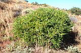 Fogo : Bordeira Monte Gomes : lantisco : Nature Plants
Cabo Verde Foto Galeria