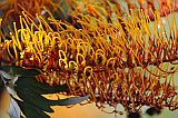 Insel: Santo Anto  Wanderweg:  Ort: Lagoa Motiv: Grevillea Australische Silbereiche Motivgruppe: Nature Plants © Pitt Reitmaier www.Cabo-Verde-Foto.com