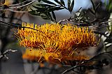 Insel: Santo Anto  Wanderweg:  Ort: Lagoa Motiv: Grevillea Australische Silbereiche Motivgruppe: Nature Plants © Pitt Reitmaier www.Cabo-Verde-Foto.com