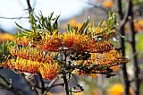 Insel: Santo Anto  Wanderweg:  Ort: Lagoa Motiv: Grevillea Australische Silbereiche Motivgruppe: Nature Plants © Pitt Reitmaier www.Cabo-Verde-Foto.com
