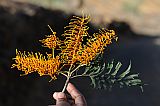 Insel: Santo Anto  Wanderweg:  Ort: Lagoa Motiv: Grevillea Australische Silbereiche Motivgruppe: Nature Plants © Pitt Reitmaier www.Cabo-Verde-Foto.com