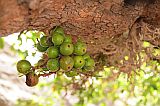 So Vicente : Santa Luzia da Terra : figtree : Nature Plants
Cabo Verde Foto Gallery