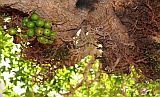 Insel: So Vicente  Wanderweg:  Ort: Santa Luzia da Terra Motiv: Feigenbaum Motivgruppe: Nature Plants © Pitt Reitmaier www.Cabo-Verde-Foto.com