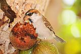 So Vicente : Santa Luzia da Terra : Cape Verde sparrow : Nature Animals
Cabo Verde Foto Gallery