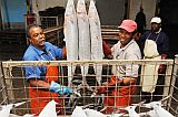 Insel: So Vicente  Wanderweg:  Ort: Mindelo Interbase Motiv: Khlhaus Fisch Motivgruppe: People Work © Pitt Reitmaier www.Cabo-Verde-Foto.com