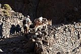 Santo Anto : Caetano Bordeira de Norte : hiking trail donkey : Landscape Mountain
Cabo Verde Foto Gallery