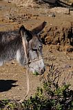 Santo Anto : Bordeira de Norte : hiking trail donkey : Nature Animals
Cabo Verde Foto Gallery