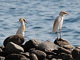 Santo Anto : Tarrafal de Monte Trigo : cattle egret : Nature Animals
Cabo Verde Foto Gallery