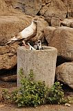 Santo Anto : Tarrafal de Monte Trigo : pigeon : Nature Animals
Cabo Verde Foto Gallery