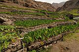 Insel: Santo Anto  Wanderweg:  Ort: Tarrafal de Monte Trigo Motiv: Yamswurzel Motivgruppe: Technology Agriculture © Pitt Reitmaier www.Cabo-Verde-Foto.com