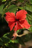 Insel: Santo Anto  Wanderweg:  Ort: Tarrafal de Monte Trigo Motiv: Blume Hibiskus Motivgruppe: Nature Plants © Pitt Reitmaier www.Cabo-Verde-Foto.com