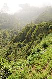 Santo Anto : Paul Ch de Padre : campos agricolas : Landscape Agriculture
Cabo Verde Foto Galeria