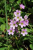 Santo Anto : Paul Ch de Padre : flower : Nature Plants
Cabo Verde Foto Gallery