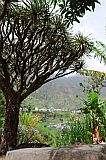 Santo Antão : Paul Chã de Padre : dragoeiro : Nature Plants
Cabo Verde Foto Galeria