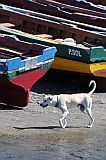 Insel: Santo Anto  Wanderweg: 212 Ort: Ponta do Sol Motiv: Fischerboot Hund Motivgruppe: Nature Animals © Pitt Reitmaier www.Cabo-Verde-Foto.com