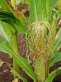 Santo Anto : Lagoa - Linho de Corvo : milho : Nature Plants
Cabo Verde Foto Galeria