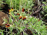 Santo Anto : Lagoa - Linho de Corvo : flower : Nature Plants
Cabo Verde Foto Gallery