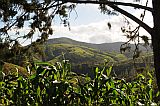 Santo Ant�o : Espongeiro : after the rain : Landscape Agriculture
Cabo Verde Foto Gallery