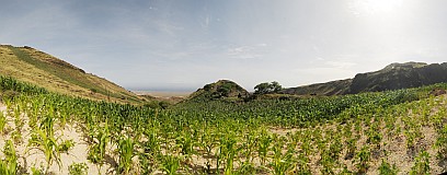 Insel: Santo Anto  Wanderweg:  Ort: Tabuleirinho da Tabuga Motiv: Maisfeld Motivgruppe: Landscape Agriculture © Pitt Reitmaier www.Cabo-Verde-Foto.com