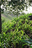Santo Antão : Tabuleirinho da Tabuga : corn : Landscape Agriculture
Cabo Verde Foto Gallery