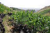 Santo Antão : Tabuleirinho da Tabuga : hiking track : Landscape Agriculture
Cabo Verde Foto Gallery