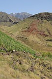 Santo Anto : Tabuleirinho da Tabuga : hiking track : People Work
Cabo Verde Foto Gallery