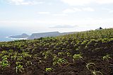 Insel: So Vicente  Wanderweg:  Ort: Monte Verde Motiv: Mais Motivgruppe: Landscape Agriculture © Pitt Reitmaier www.Cabo-Verde-Foto.com