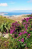 Insel: So Vicente  Wanderweg:  Ort: Monte Verde Motiv: Bougainvillea Motivgruppe: Nature Plants © Pitt Reitmaier www.Cabo-Verde-Foto.com