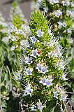 Fogo : Bordeira : cow tonge : Nature Plants
Cabo Verde Foto Gallery