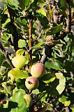 Fogo : Ch das Caldeiras : ma : Nature Plants
Cabo Verde Foto Galeria