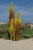 Insel: Boa Vista  Wanderweg:  Ort: Rabil Motiv: cistanche phelypaea Motivgruppe: Nature Plants © Pitt Reitmaier www.Cabo-Verde-Foto.com