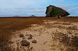 Boa Vista : Fonte Vicente : rvores curvadas pela fora aeolica : Landscape Desert
Cabo Verde Foto Galeria