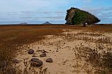 Boa Vista : Fonte Vicente : trees shaped by  tradewinds : Landscape Desert
Cabo Verde Foto Gallery