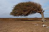 Insel: Boa Vista  Wanderweg:  Ort: Fonte Vicente Motiv: Schdel einer Kuh in der  Wstenlandschaft Motivgruppe: Landscape Desert © Pitt Reitmaier www.Cabo-Verde-Foto.com