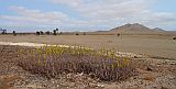 Boa Vista : Fonte Vicente : Aloe vera : Nature Plants
Cabo Verde Foto Gallery