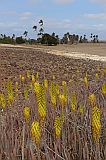 Insel: Boa Vista  Wanderweg:  Ort: Fonte Vicente Motiv: Aloe vera Motivgruppe: Nature Plants © Pitt Reitmaier www.Cabo-Verde-Foto.com