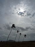 Boa Vista : Fonte Vicente : Palmtrees : Landscape Desert
Cabo Verde Foto Gallery