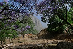 Insel: Santo Anto  Wanderweg: na Ort: Pico da Cruz Pero Dias Motiv: Viehtrnke blhende Jacaranda Motivgruppe: Landscape Forest © Pitt Reitmaier www.Cabo-Verde-Foto.com