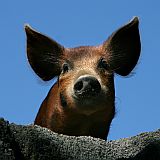 Santo Anto : Pero Dias : pig : Nature Animals
Cabo Verde Foto Gallery