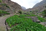 Insel: Santo Anto  Wanderweg:  Ort: Tarrafal de Monte Trigo Motiv: intensiver bewsserter Gartenbau Inhame Motivgruppe: Technology Agriculture © Pitt Reitmaier www.Cabo-Verde-Foto.com