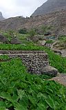 Insel: Santo Anto  Wanderweg:  Ort: Tarrafal de Monte Trigo Motiv: intensiver bewsserter Gartenbau Inhame Motivgruppe: Technology Agriculture © Pitt Reitmaier www.Cabo-Verde-Foto.com